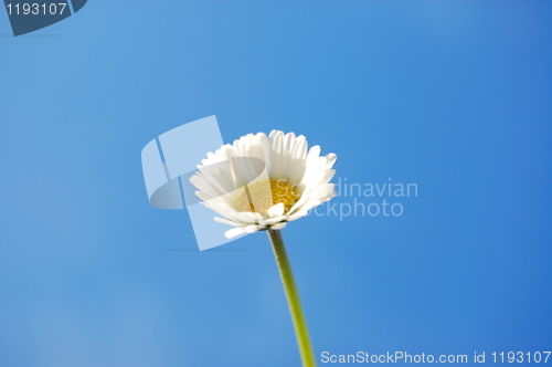 Image of daisy under blue spring sky