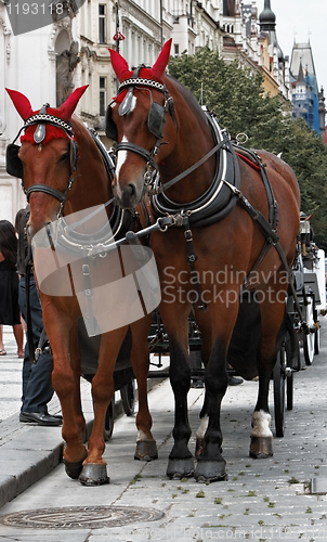 Image of Horses in Prague