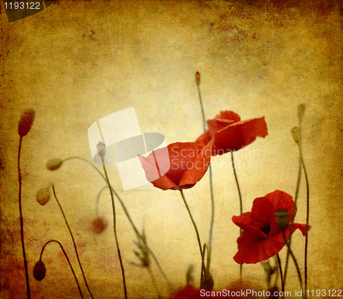 Image of vintage poppies background