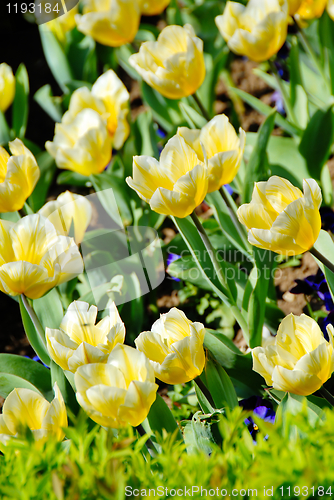 Image of Yellow tulips