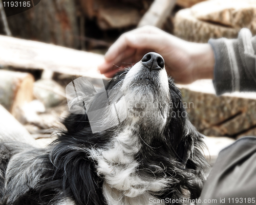 Image of Hand caressing dog