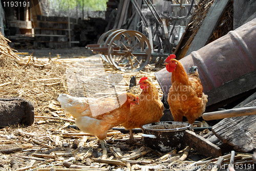 Image of Hens in rustic farm yard