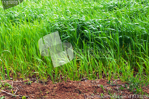 Image of Growing wheat field