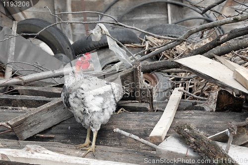 Image of Hen between trash on farm yard