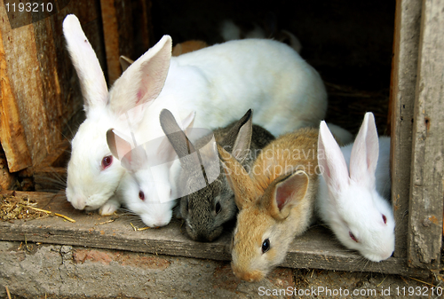 Image of Bunny Rabbits family