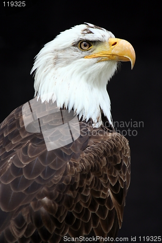 Image of American bald eagle