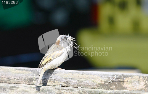 Image of Sparrow