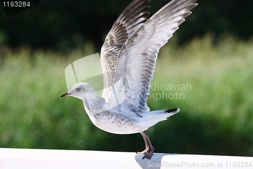 Image of Flying Up Seagull 