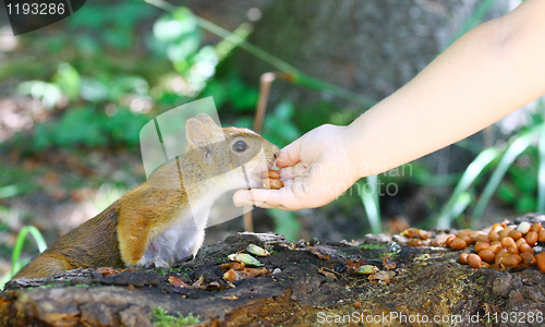 Image of Red Squirrel Eating Peanuts From Child Hand