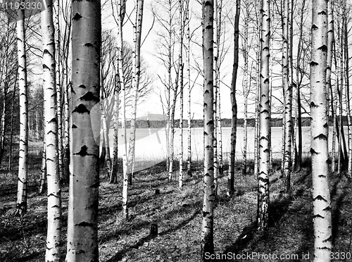 Image of Birch trees