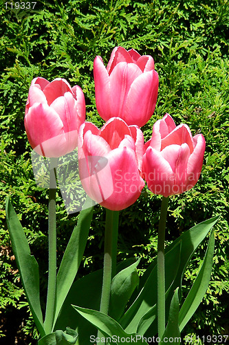 Image of 4 pink tulips-1