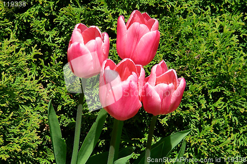 Image of 4 pink tulips-2