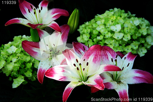 Image of easter lillies-1