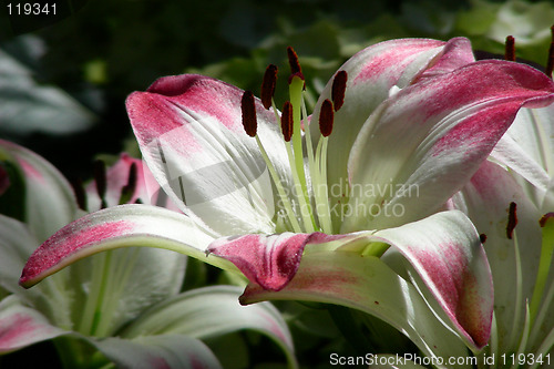 Image of easter lillies-2