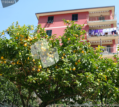 Image of Italy. Cinque Terre. Pink house in Riomaggiore village 