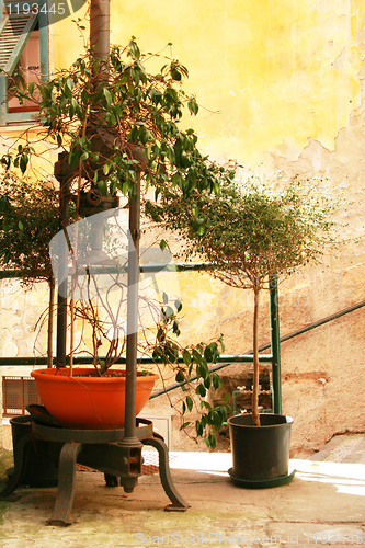 Image of Italy. Tree and flowers against the yellow wall