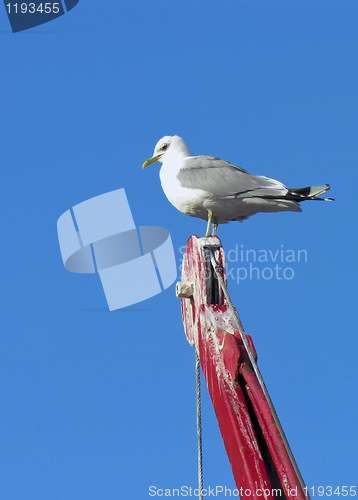 Image of Nordic saagull on a crane