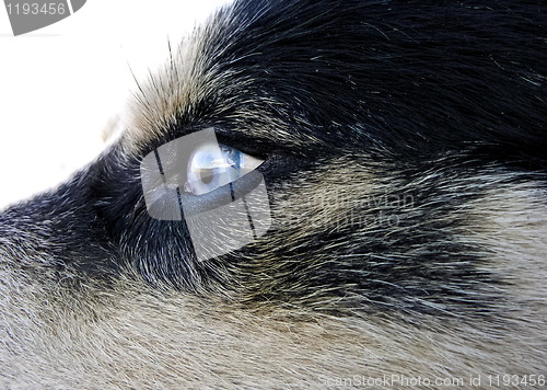 Image of Artic wolfhound dog eye