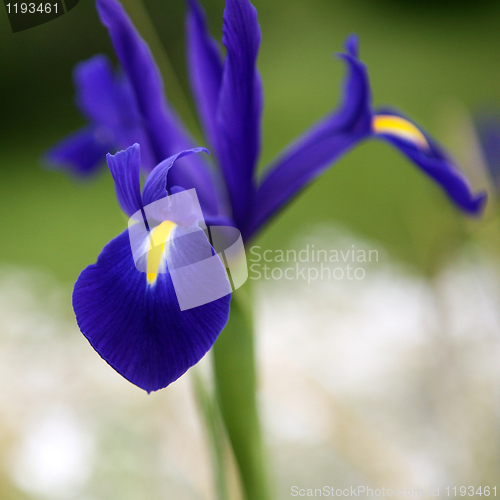 Image of Blue Iris