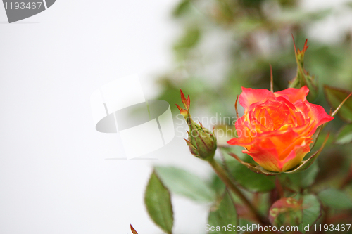 Image of Yellow and Pink Rose