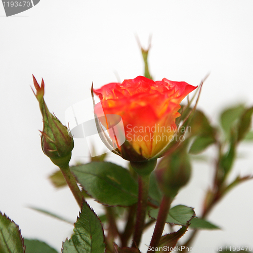 Image of Yellow and Pink Rose