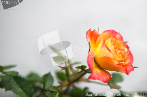 Image of Yellow and Pink Rose
