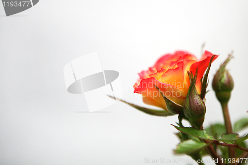 Image of Yellow and Pink Rose