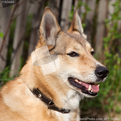 Image of A dog in a good mood