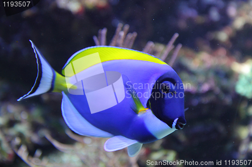 Image of exotic blue fish 