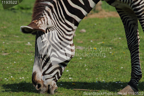 Image of zebra head