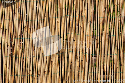 Image of bamboo background