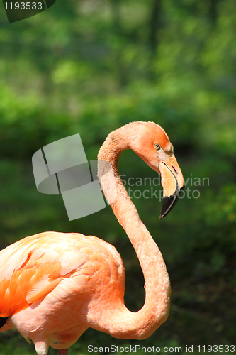 Image of flamingo bird