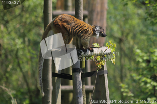 Image of lemur monkey 