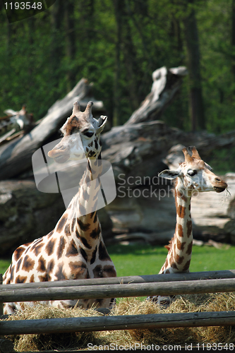 Image of two giraffes 