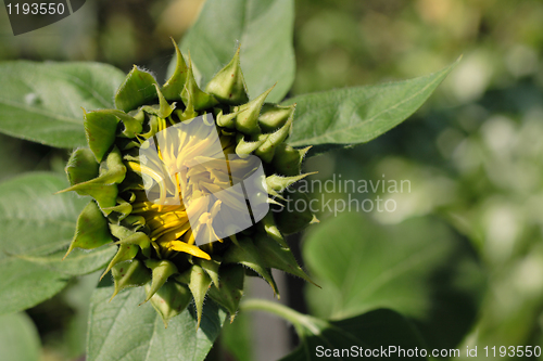 Image of nature background with nice spring sunflower
