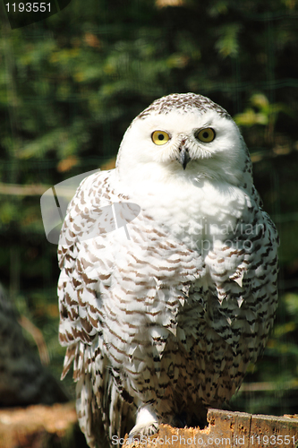 Image of nice owl