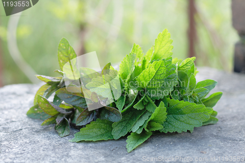 Image of mint background 