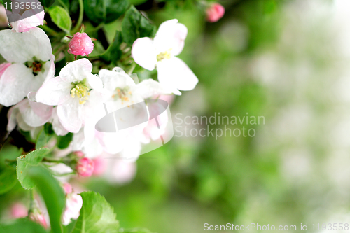 Image of white spring flowers