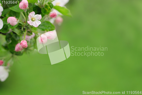 Image of white spring flowers