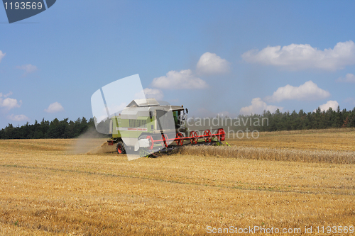 Image of harvesting corn 