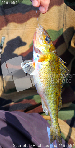 Image of now caught ruff 2