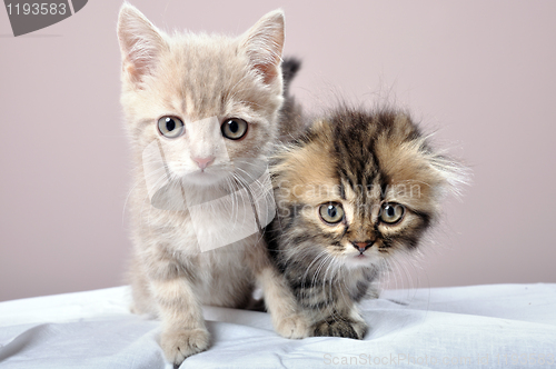 Image of two Britain kittens