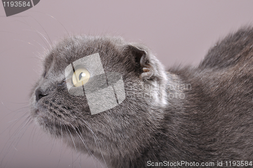 Image of folded-eared cat cat