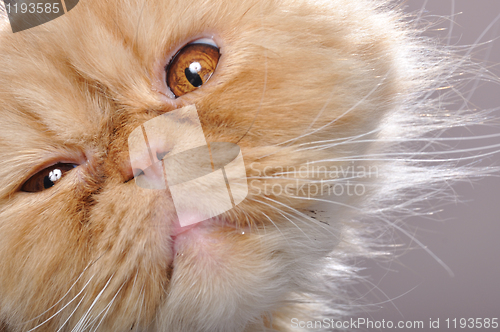 Image of funny face of a red Persian cat