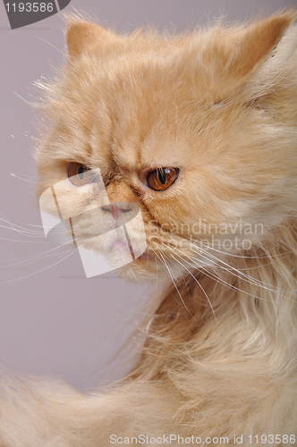 Image of red Persian cat