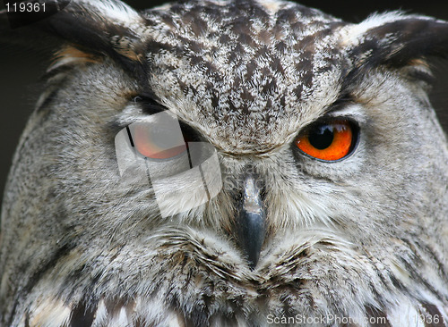 Image of owl