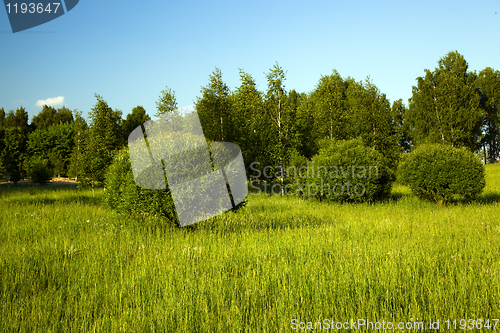 Image of Trees in park