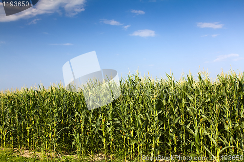 Image of Corn
