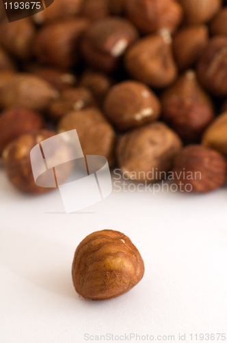 Image of filbert nuts