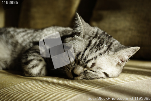 Image of Sleeping Cat